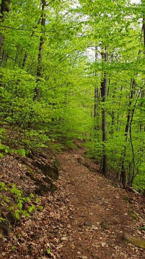 Ferienwohnungen Im Herzen Des Pfaelzerwaldes Elmstein Eksteriør billede